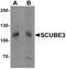 Signal Peptide, CUB Domain And EGF Like Domain Containing 3 antibody, PA5-34427, Invitrogen Antibodies, Western Blot image 