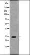 Nascent polypeptide-associated complex subunit alpha antibody, orb335958, Biorbyt, Western Blot image 