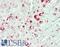 GATA Binding Protein 3 antibody, LS-B14545, Lifespan Biosciences, Immunohistochemistry paraffin image 