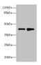ELAV Like RNA Binding Protein 4 antibody, CSB-PA007595LA01HU, Cusabio, Western Blot image 
