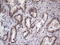 Troponin T2, Cardiac Type antibody, LS-C339173, Lifespan Biosciences, Immunohistochemistry frozen image 
