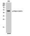 Programmed Cell Death 4 antibody, A01105S457, Boster Biological Technology, Western Blot image 