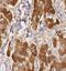 Decapping MRNA 1B antibody, FNab02270, FineTest, Immunohistochemistry frozen image 