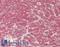 DGK-alpha antibody, LS-B14849, Lifespan Biosciences, Immunohistochemistry paraffin image 