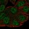 SLIT-ROBO Rho GTPase Activating Protein 3 antibody, HPA044074, Atlas Antibodies, Immunofluorescence image 
