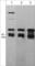 Actin Related Protein 3 antibody, AP4581, ECM Biosciences, Western Blot image 