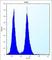 Olfactory Receptor Family 11 Subfamily L Member 1 antibody, abx026858, Abbexa, Western Blot image 