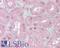 Forkhead Box D1 antibody, LS-B6453, Lifespan Biosciences, Immunohistochemistry frozen image 