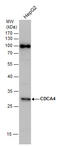Cell Division Cycle Associated 4 antibody, GTX123498, GeneTex, Western Blot image 