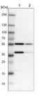 Family With Sequence Similarity 110 Member B antibody, NBP1-86720, Novus Biologicals, Western Blot image 