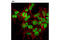 Chromodomain Helicase DNA Binding Protein 4 antibody, 12011S, Cell Signaling Technology, Immunocytochemistry image 