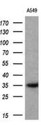 Cytochrome B5 Reductase 1 antibody, MA5-25929, Invitrogen Antibodies, Western Blot image 