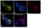 Solute Carrier Family 3 Member 2 antibody, PA5-21547, Invitrogen Antibodies, Immunofluorescence image 