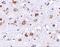 Mesencephalic Astrocyte Derived Neurotrophic Factor antibody, GTX31324, GeneTex, Immunohistochemistry paraffin image 