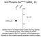 Gamma-Aminobutyric Acid Type A Receptor Beta3 Subunit antibody, NBP2-29508, Novus Biologicals, Western Blot image 