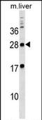 Myelin Protein Zero Like 3 antibody, PA5-72042, Invitrogen Antibodies, Western Blot image 