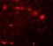 Chromobox 4 antibody, A03388, Boster Biological Technology, Immunofluorescence image 