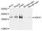 Ubiquitin Conjugating Enzyme E2 O antibody, abx135954, Abbexa, Western Blot image 