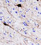 Parvalbumin antibody, AF5058, R&D Systems, Immunohistochemistry paraffin image 