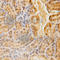 Acyl-CoA Dehydrogenase Medium Chain antibody, A1873, ABclonal Technology, Immunohistochemistry paraffin image 