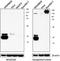 Cyclin D2 antibody, 693702, BioLegend, Western Blot image 