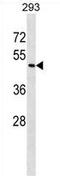 Zinc Finger Protein 24 antibody, AP54678PU-N, Origene, Western Blot image 