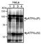 Activating Transcription Factor 6 antibody, GTX00686, GeneTex, Western Blot image 
