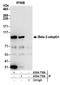 Adaptor Related Protein Complex 2 Subunit Beta 1 antibody, A304-719A, Bethyl Labs, Immunoprecipitation image 