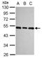 Splicing Factor 3b Subunit 4 antibody, PA5-31056, Invitrogen Antibodies, Western Blot image 