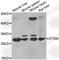 Stomatin antibody, A6372, ABclonal Technology, Western Blot image 