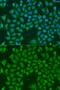 Aldo-Keto Reductase Family 7 Member A3 antibody, GTX65900, GeneTex, Immunofluorescence image 