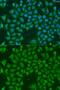 Afar antibody, GTX65900, GeneTex, Immunofluorescence image 