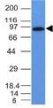 MALT1 Paracaspase antibody, NBP2-33054, Novus Biologicals, Western Blot image 