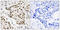 Nucleophosmin 1 antibody, LS-C199340, Lifespan Biosciences, Immunohistochemistry frozen image 