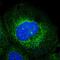 Ribophorin I antibody, NBP1-82467, Novus Biologicals, Immunocytochemistry image 