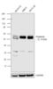 Peripherin antibody, PA3-16723, Invitrogen Antibodies, Western Blot image 