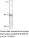 Growth Associated Protein 43 antibody, 33-5000, Invitrogen Antibodies, Western Blot image 