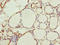 Ring Finger Protein 114 antibody, LS-C676400, Lifespan Biosciences, Immunohistochemistry paraffin image 