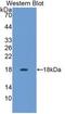 Interferon Gamma antibody, MBS2002529, MyBioSource, Western Blot image 