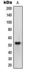 Mopn antibody, MBS821028, MyBioSource, Western Blot image 