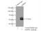 Glycerophosphodiester Phosphodiesterase Domain Containing 5 antibody, 16494-1-AP, Proteintech Group, Immunoprecipitation image 