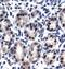 Sp7 Osterix antibody, PA1-30865, Invitrogen Antibodies, Immunohistochemistry frozen image 