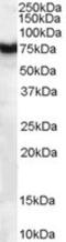 Frizzled Class Receptor 8 antibody, MBS420018, MyBioSource, Western Blot image 