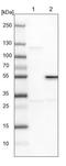 RUN Domain Containing 3A antibody, NBP1-80855, Novus Biologicals, Western Blot image 