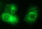 Vascular Endothelial Growth Factor B antibody, LS-C788503, Lifespan Biosciences, Immunofluorescence image 