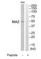 Myc-associated zinc finger protein antibody, TA314180, Origene, Western Blot image 
