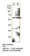 EH Domain Containing 1 antibody, MBS540380, MyBioSource, Western Blot image 