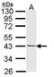 Pim-2 Proto-Oncogene, Serine/Threonine Kinase antibody, PA5-22315, Invitrogen Antibodies, Western Blot image 