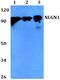 Neuroligin 1 antibody, PA5-75793, Invitrogen Antibodies, Western Blot image 