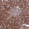 Ring Finger Protein 10 antibody, NBP2-38672, Novus Biologicals, Immunohistochemistry paraffin image 